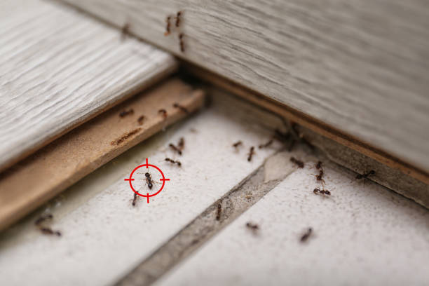 Best Bed Bug Extermination  in Campti, LA