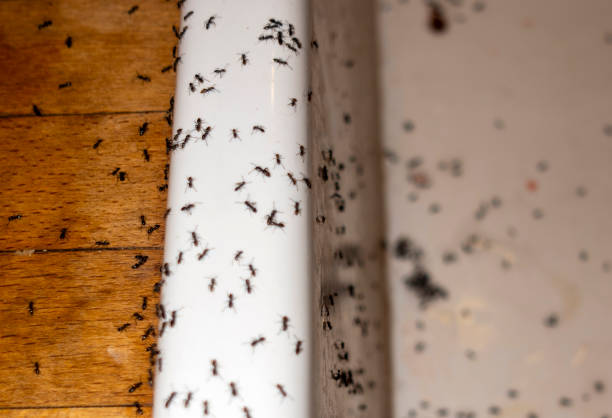 Best Pest Removal Services  in Campti, LA