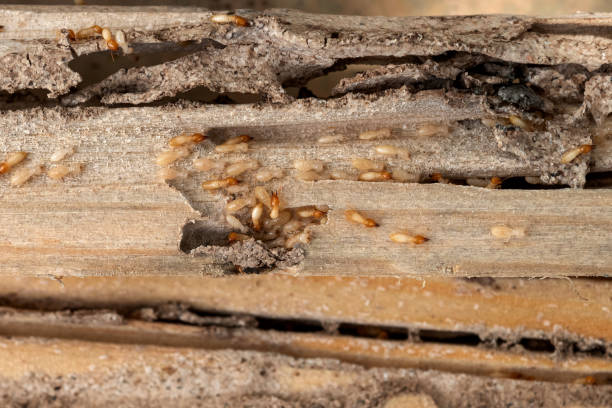 Best Flea Control Services  in Campti, LA