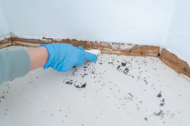 Best Local Pest Control Services  in Campti, LA